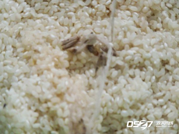 DSCN5096.jpg