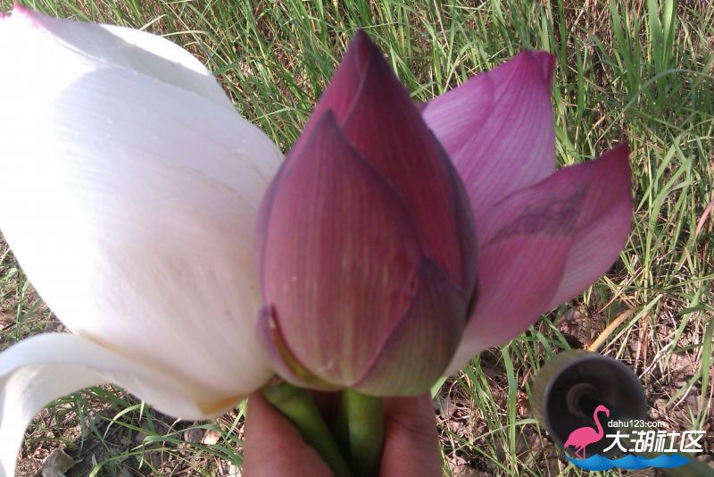 IMAG0939.jpg