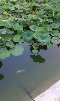 IMG0121A.jpg