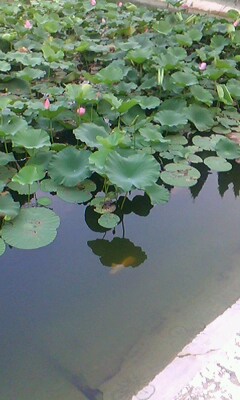 IMG0120A.jpg