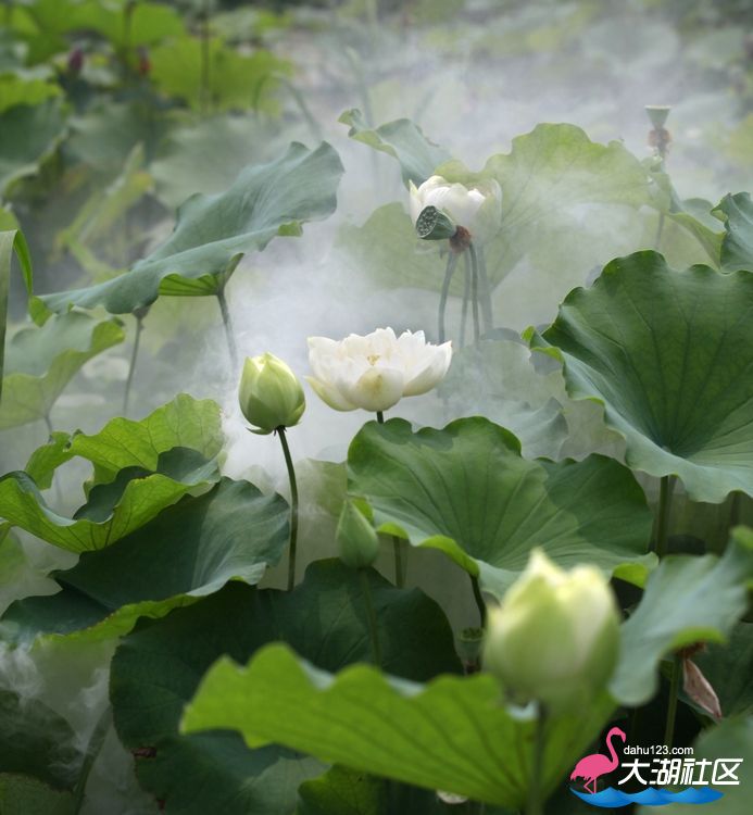 nEO_IMG_青莲 副本.jpg