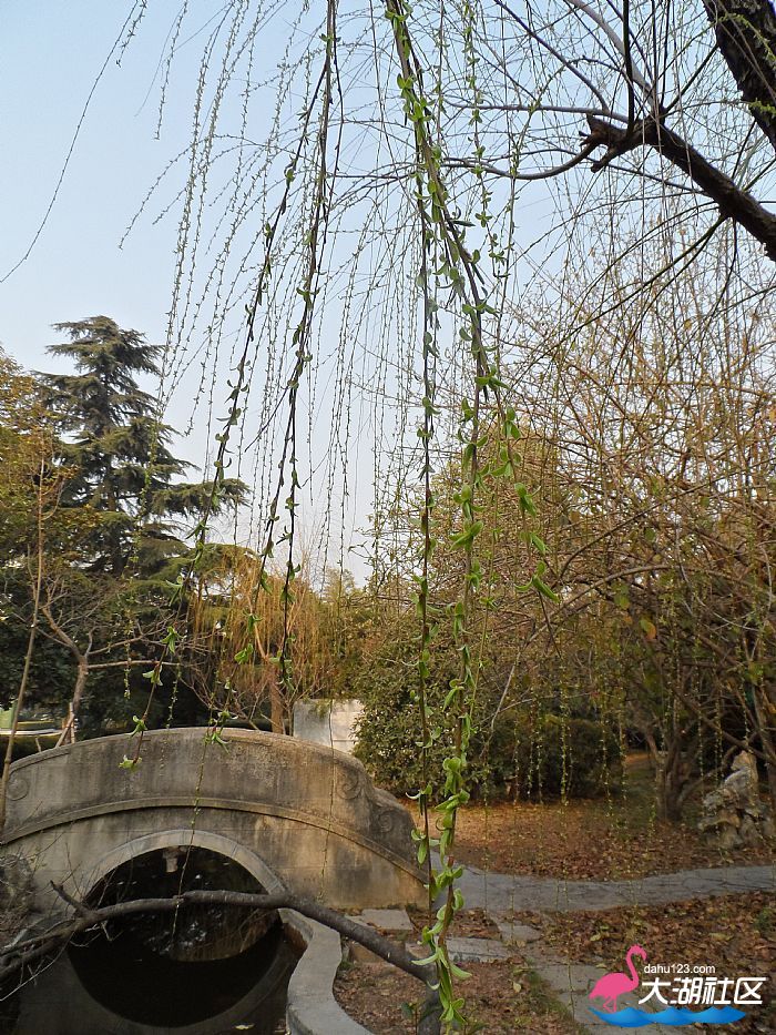 绿柳拂面.JPG