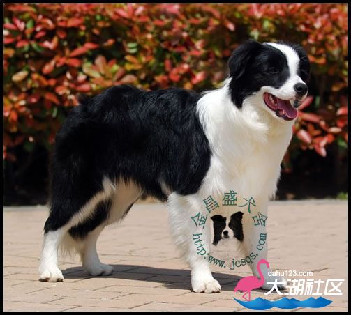 2索菲.jpg